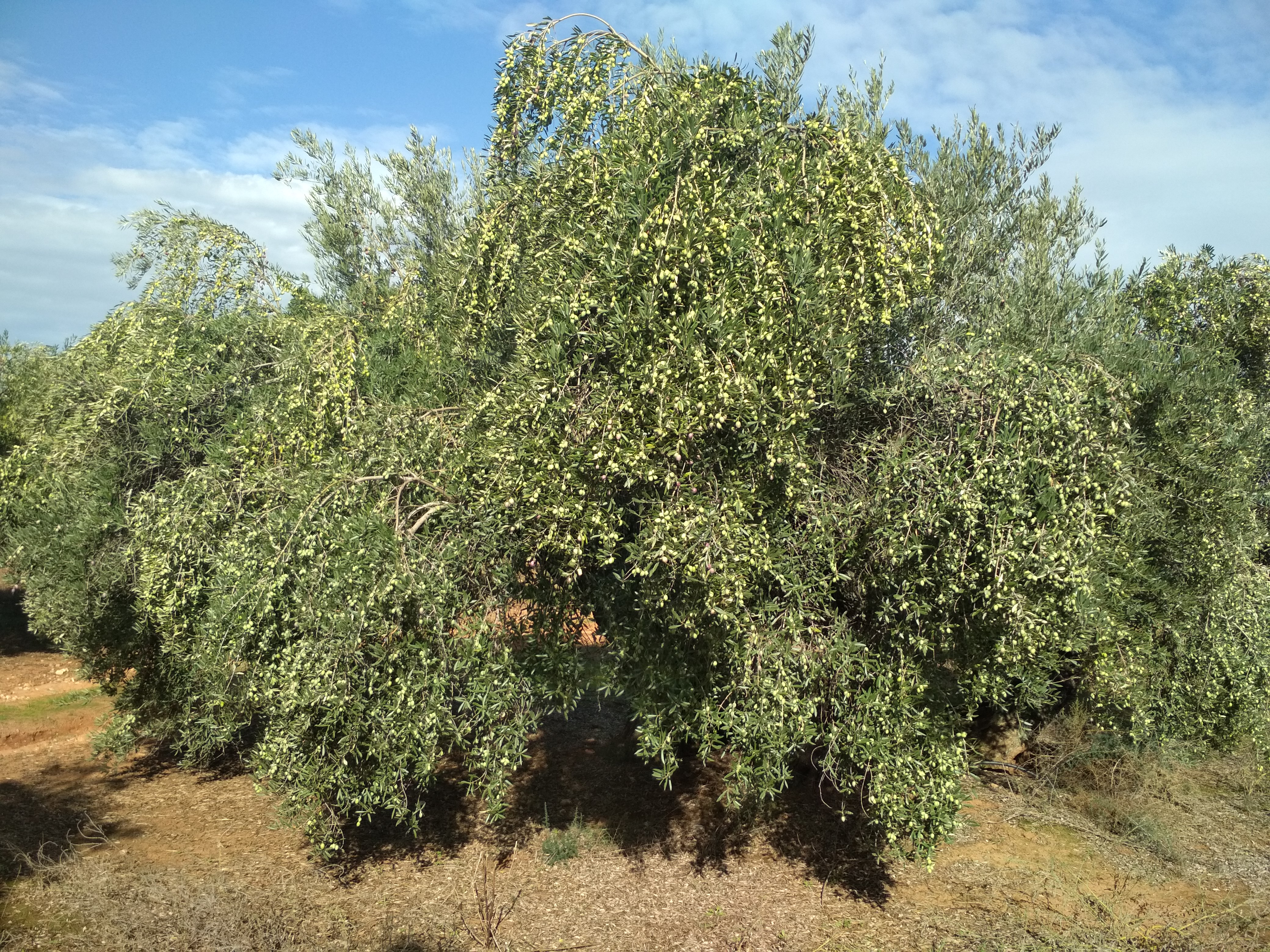Imagen 3: La producción y crecimiento del olivo mejora con BALANCE