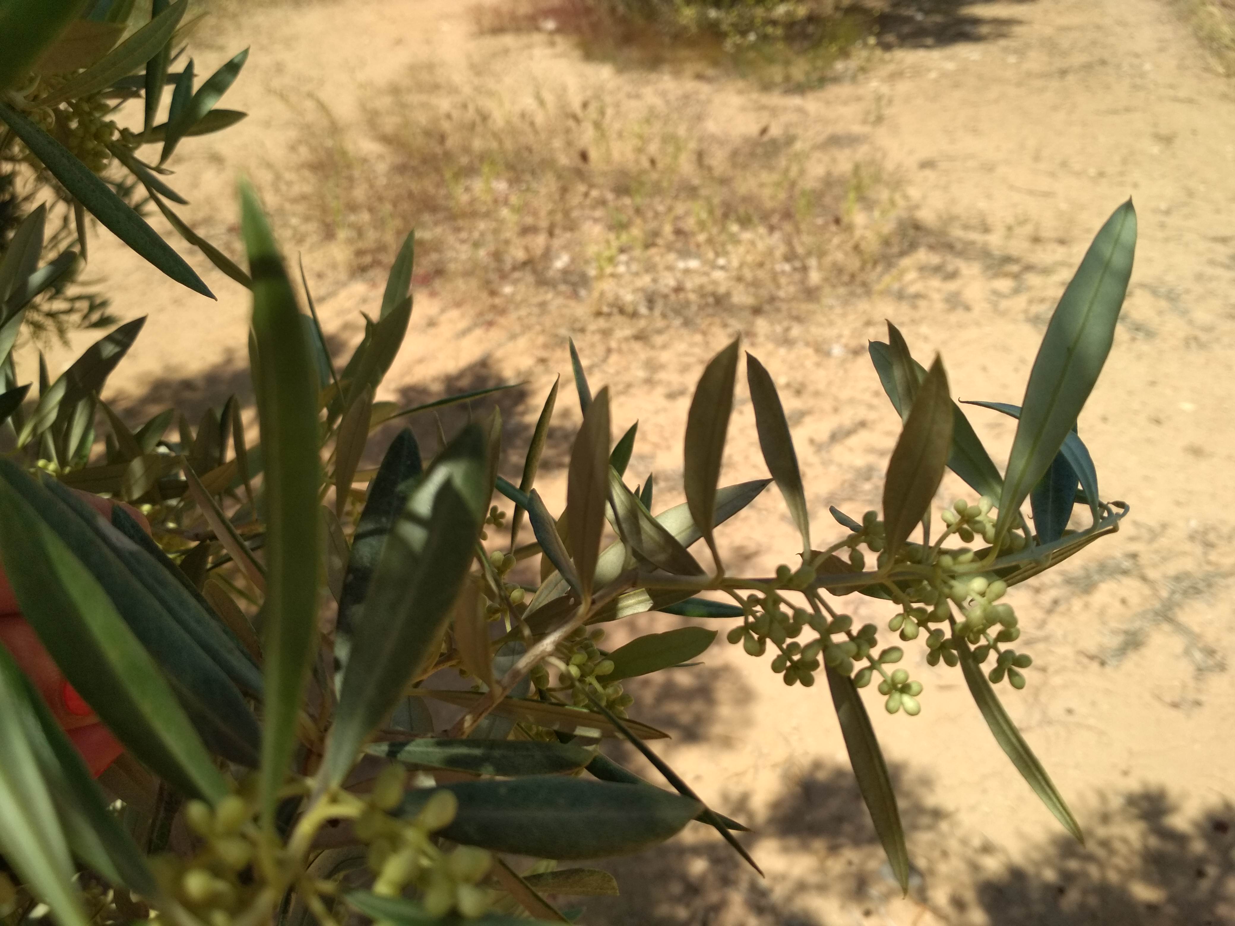 Mayor floración del olivo on BALANCE