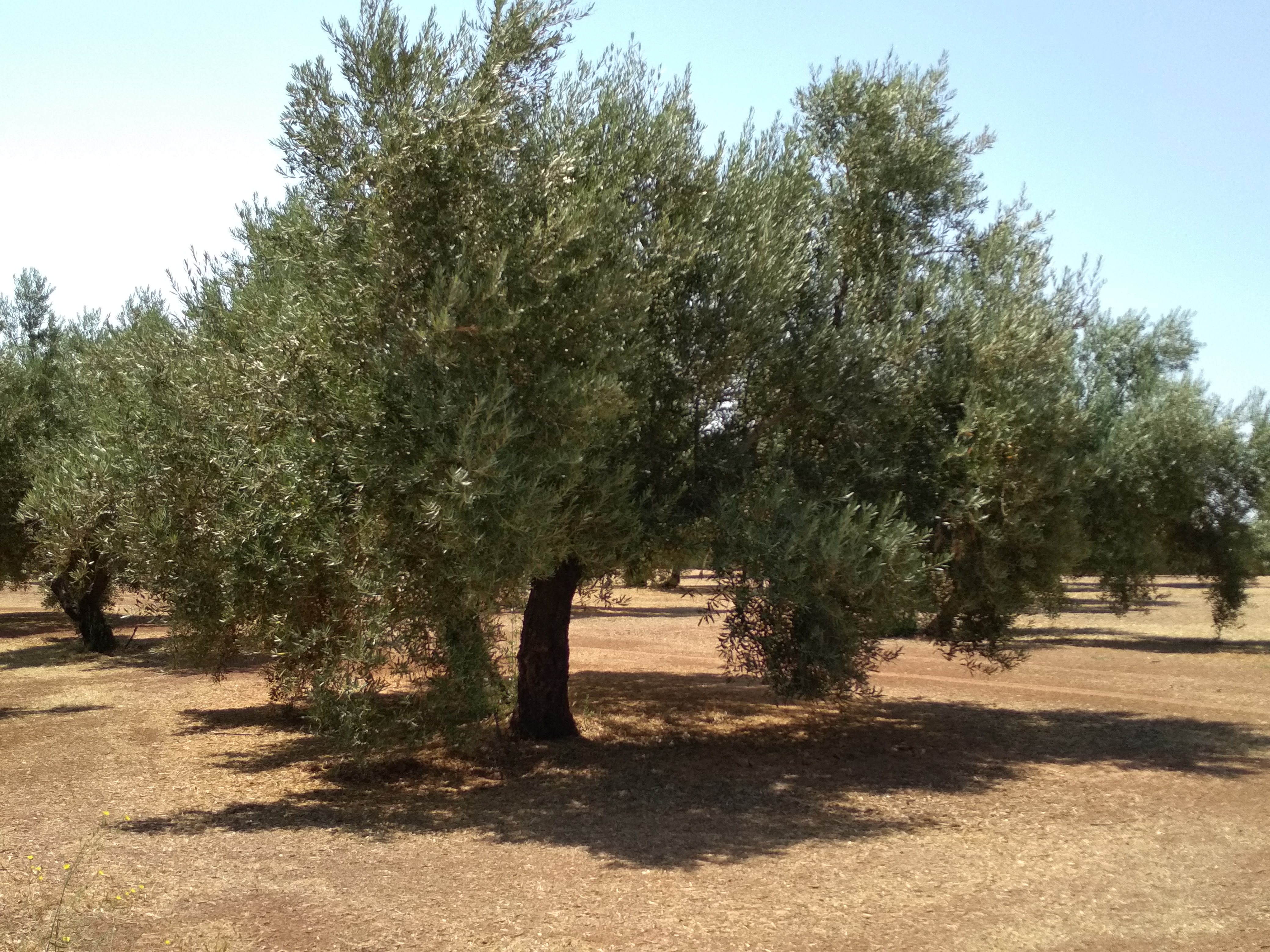 Imagen 1: La evaluación visual del olivo demostró efectos muy positivos sobre el crecimiento vegetativo, la floración y el desarrollo del fruto gracias a BALANCE