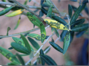 ¿Cómo controlar el repilo del olivo?