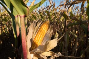 Efectividad de BALANCE® en el crecimiento del cultivo de maíz
